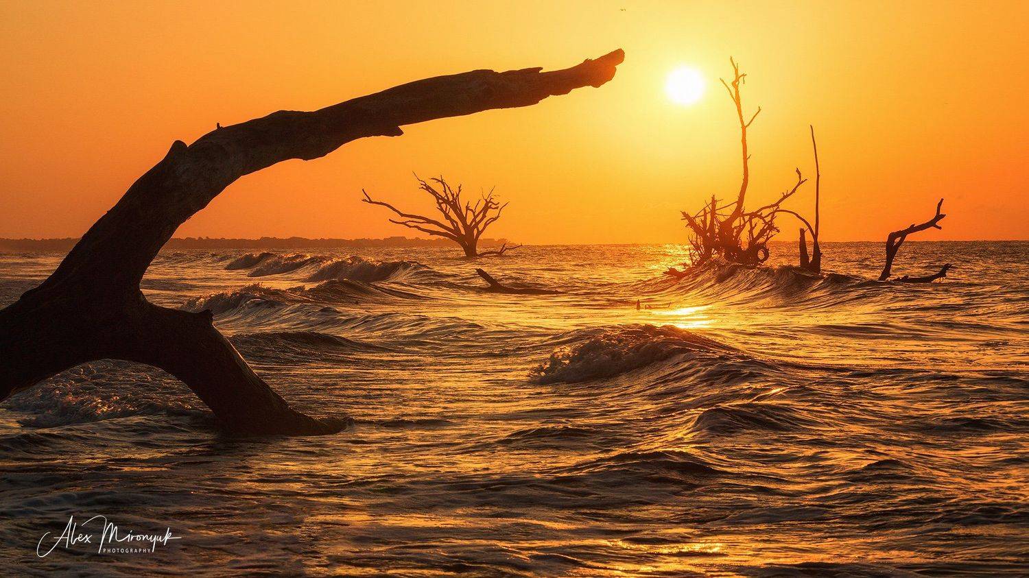 пляж, дерево, рассвет, солнце, океан, море, сухое дерево,, Alex Mironyuk