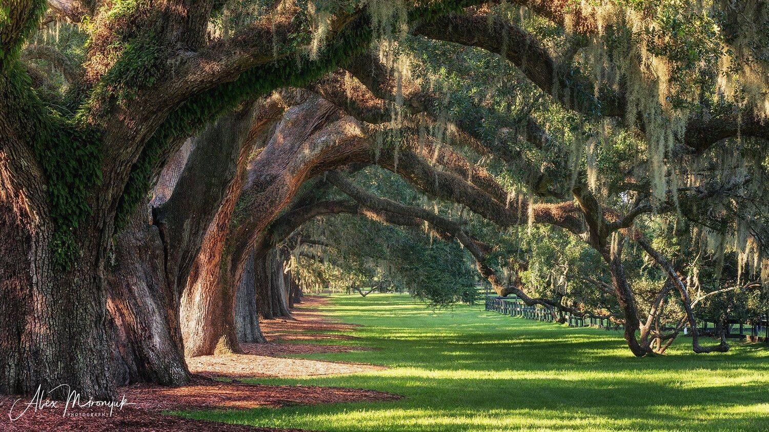 дуб, плантация, чарльстон, аллея, туннель, трава, природа, сад,, Alex Mironyuk