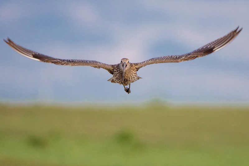 Курлю атакует фото превью