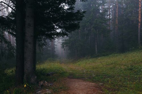 Утренняя прогулка по лесу