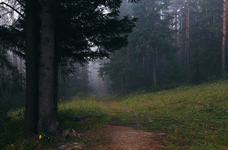 пейзаж, лес, утро, рассвет, туман, природа, южный урал Утренняя прогулка по лесу фото превью