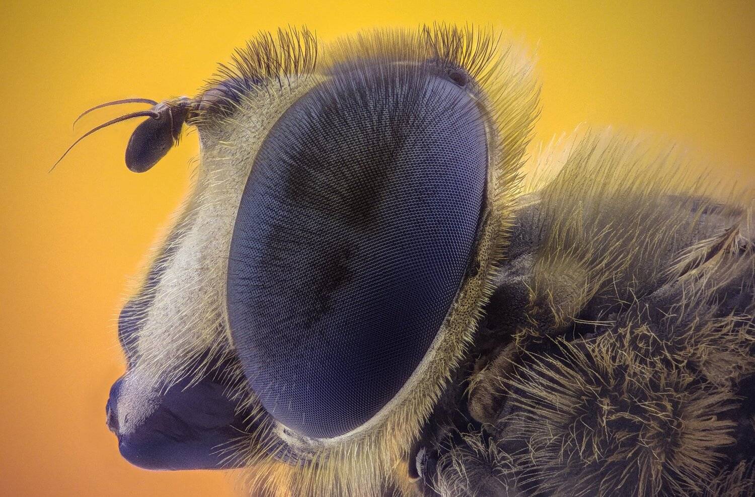 ceclii,macro,lgg4, extrememacro,  макро, Tsvetan Ganev