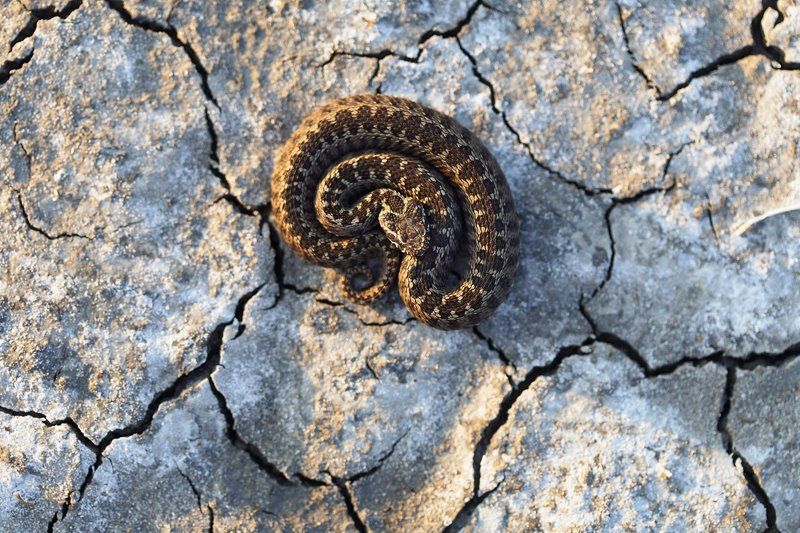степная, гадюка, vipera, renardi, самарский лес, солёный лиман Солнечные ванны фото превью