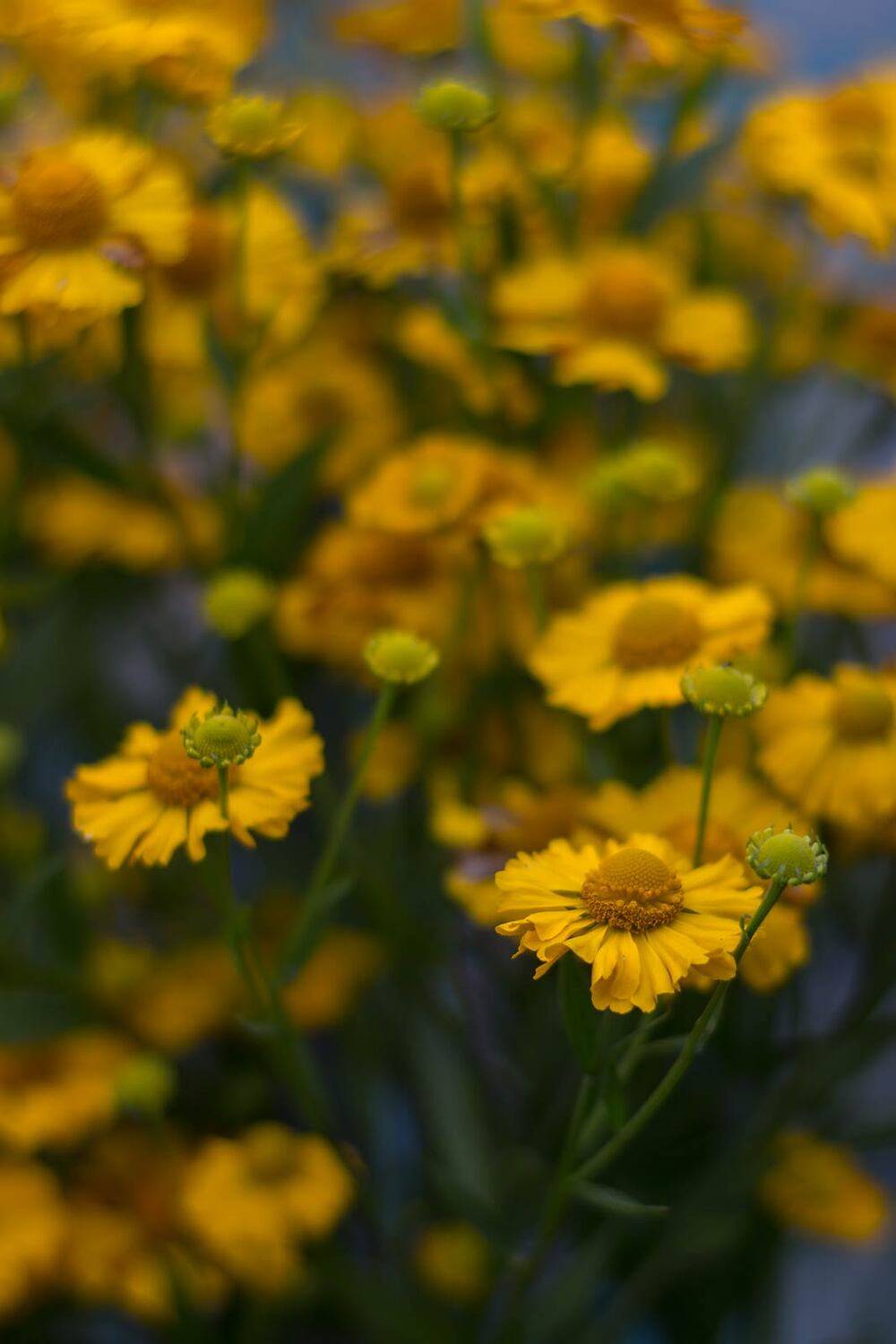 , Александр