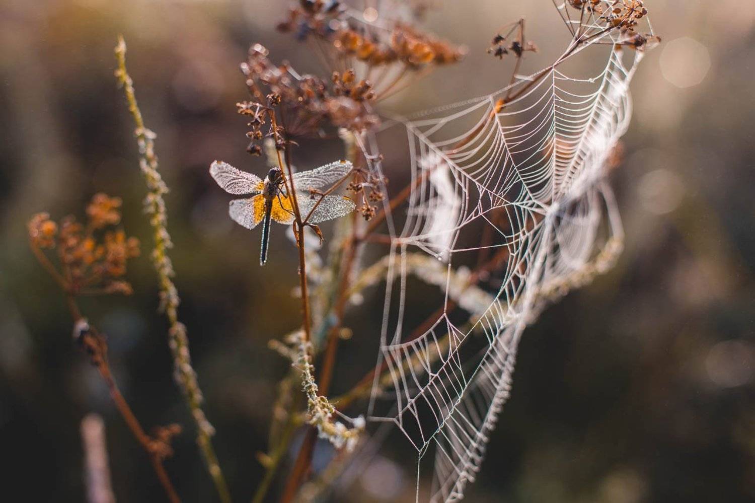 , Коровин Кирилл