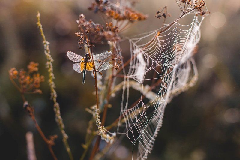 Стрекоза в росе фото превью