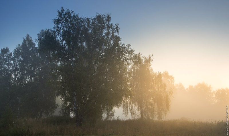ярославская область Утро берёзовое, туманное фото превью