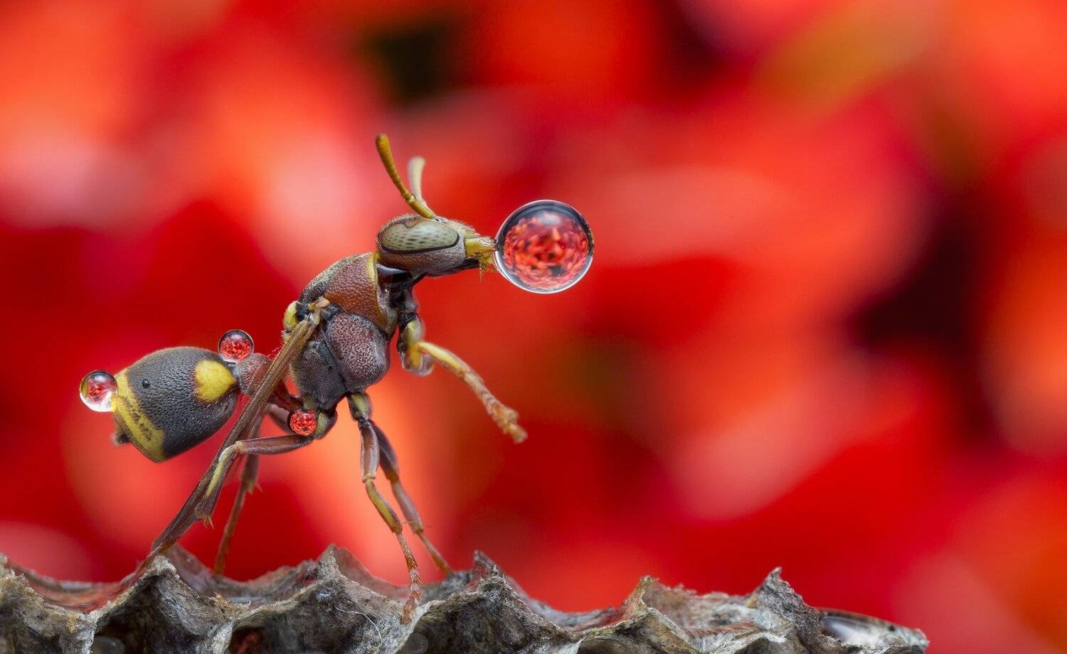#macro#wasp#waterbubble#reflection#colors, Choo How Lim