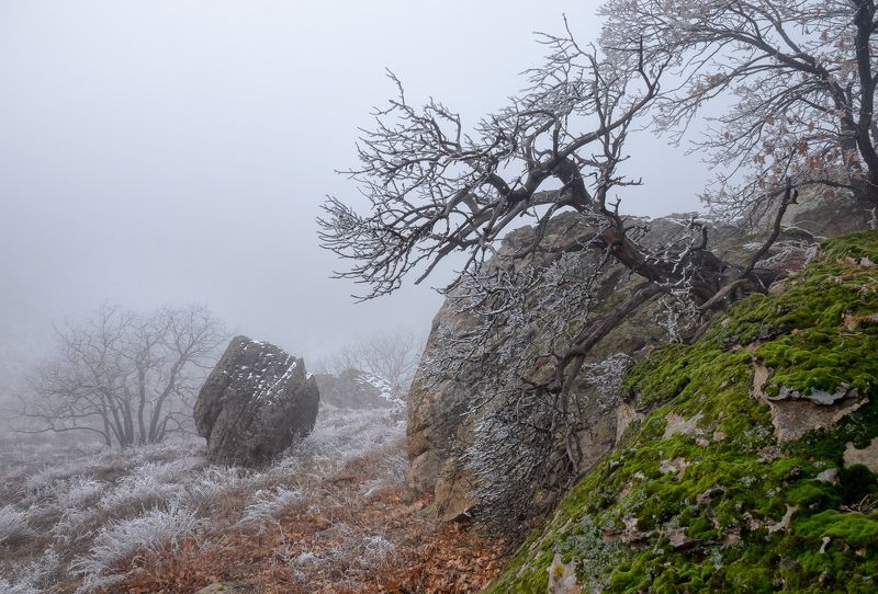 пейзаж, зима, январь,Дагестанский заповедник,участок Сарыкумские барханы,японские мотивы,туман,камни, камень,глыба,дерево,бонсай,горы,мох На туманном листе фото превью