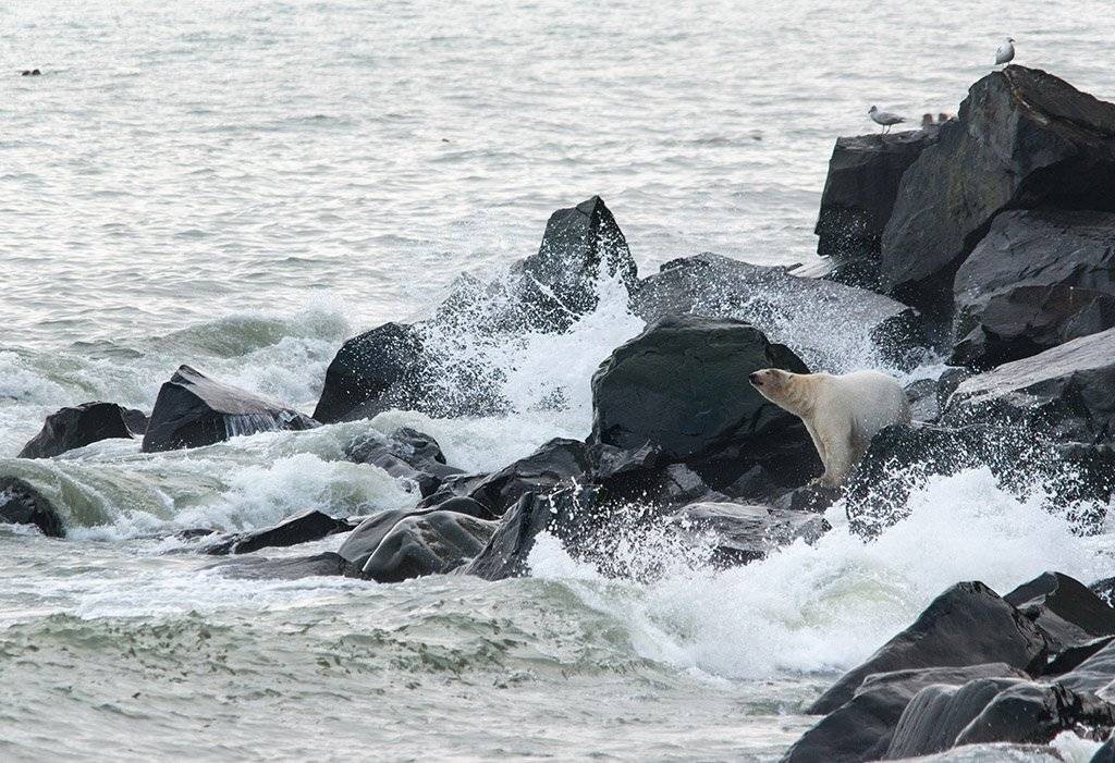 чукотка арктика кожевников медведь морской белый полярный умка, Максим Деминов