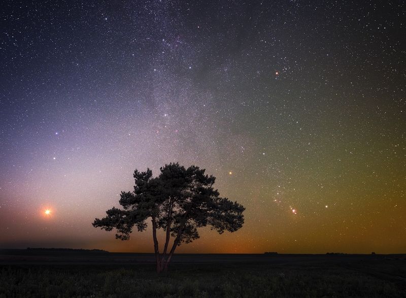 млечный путь, звезды, звездная ночь,Венера, Орион, туманности, дерево,  Одинокое дерево фото превью