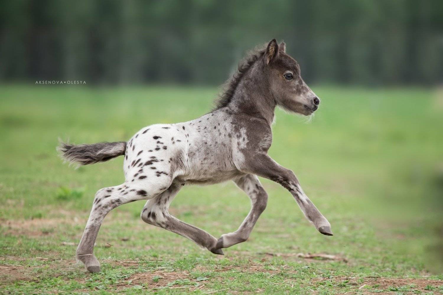 , Аксёнова Олеся