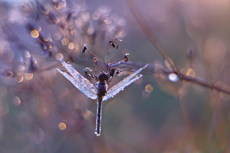 стрекоза, утро, роса, насекомое, природа, боке, petzval Стрекоза и утро фото превью