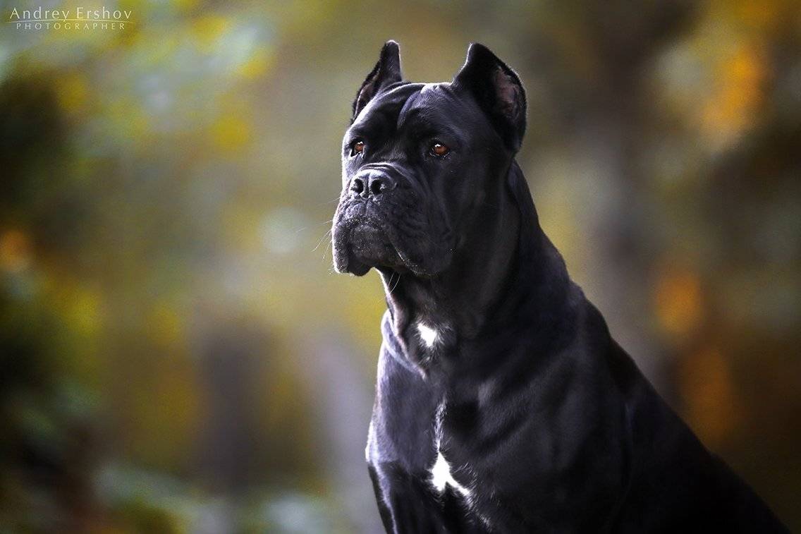 , Андрей Ершов