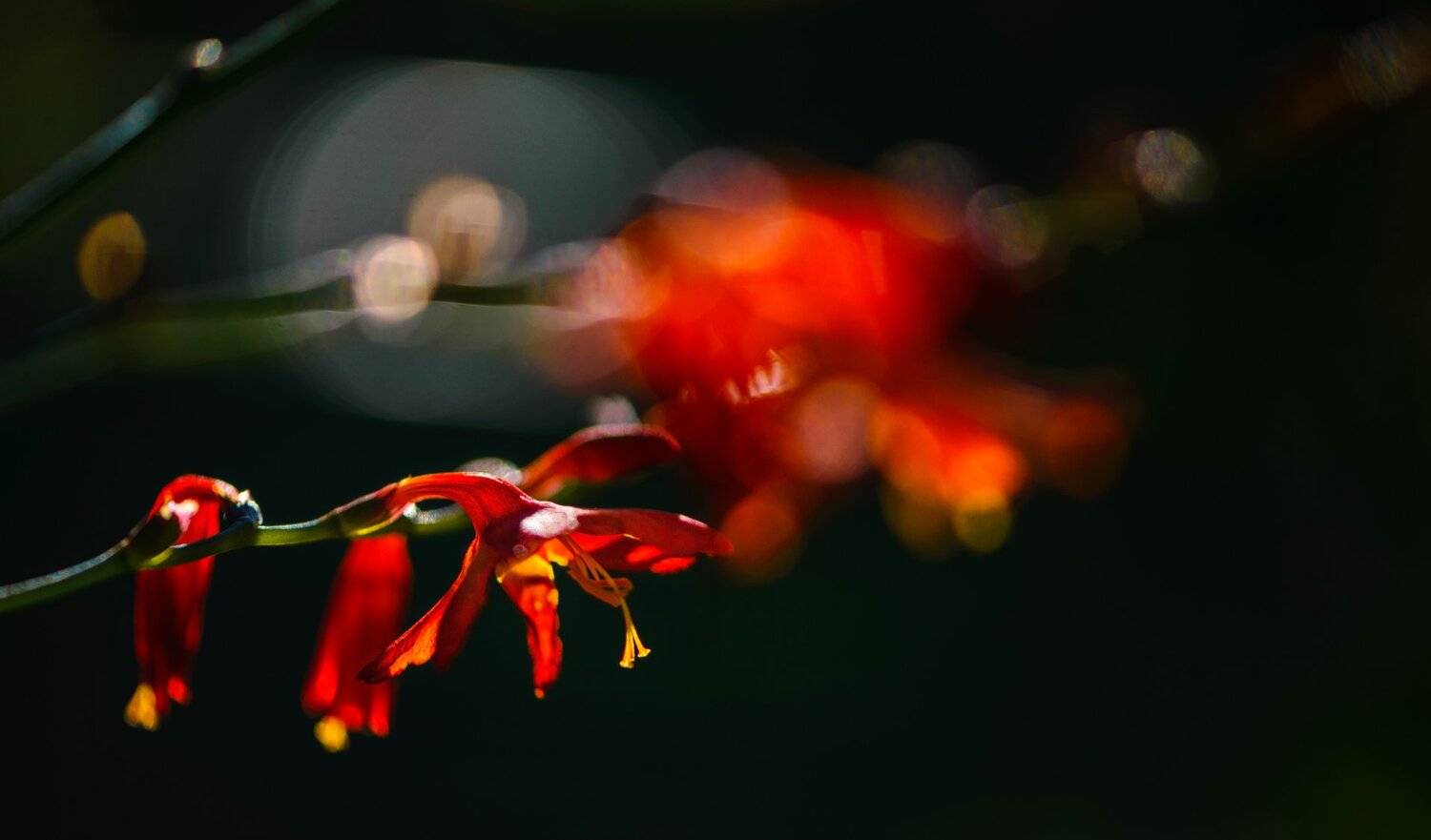 природа, макро, цветы, монтбреция, красное, черное,, Неля Рачкова