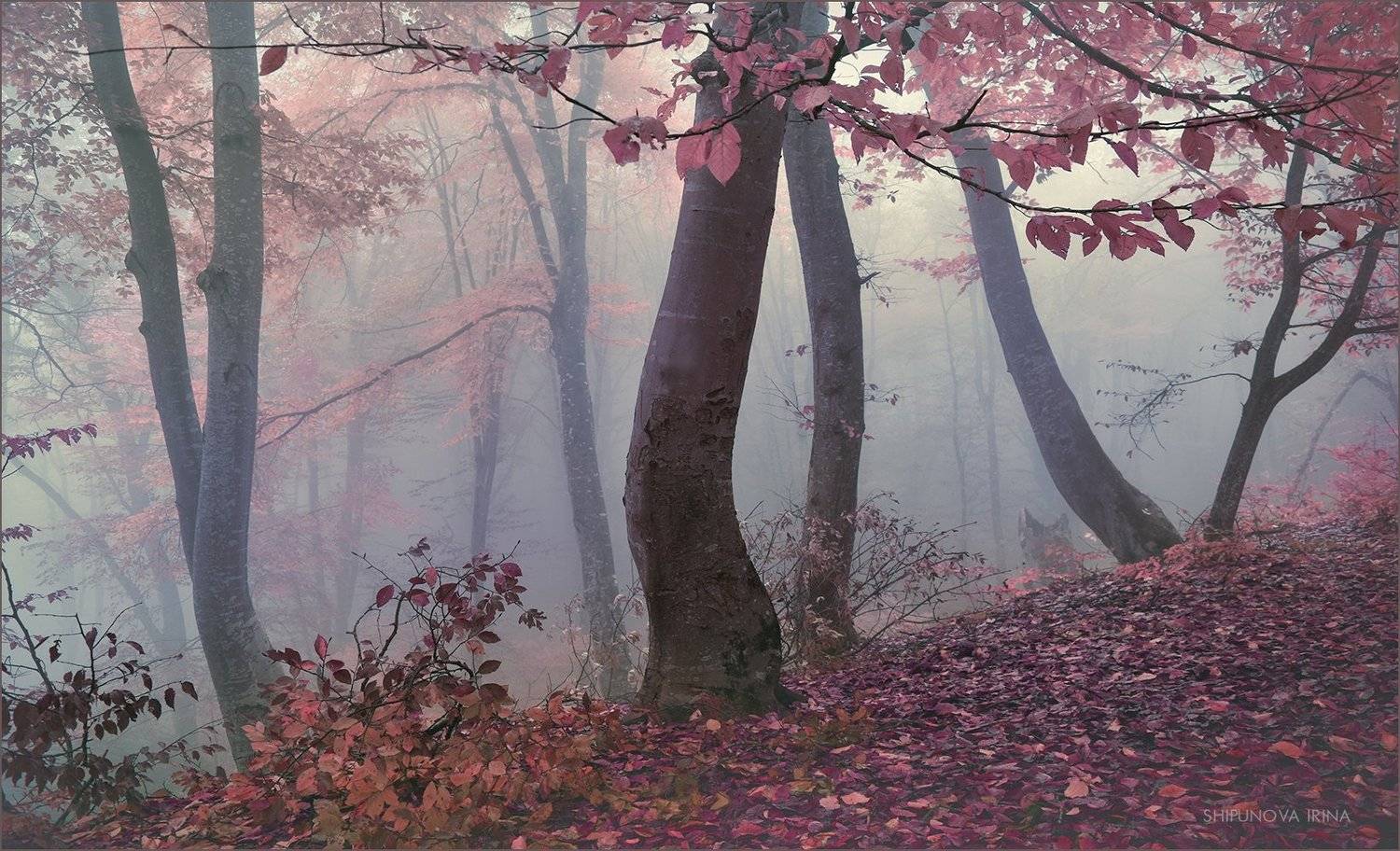 , Шипунова Ирина