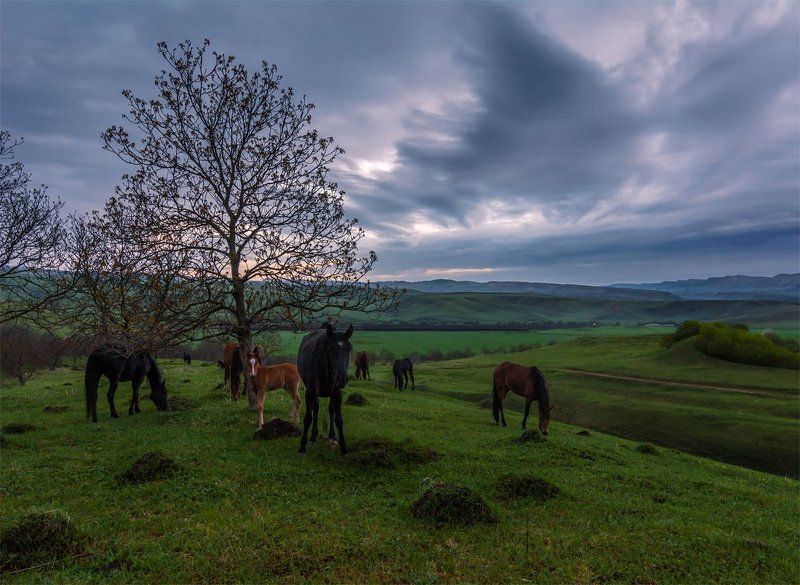 природа, пейзаж, весна, горы, кавказ, животные, лошади, вечер, небо, В сумерках фото превью