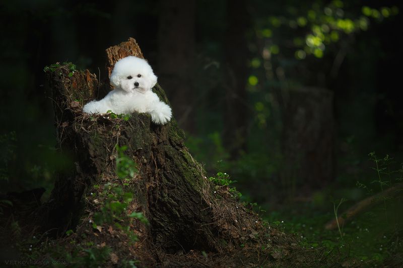 собака, лес, пудель, мох, бишон Белый леший фото превью