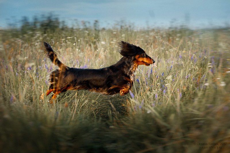 dog, собака, такса, поле, полет, летающая собака The flying dachshund фото превью