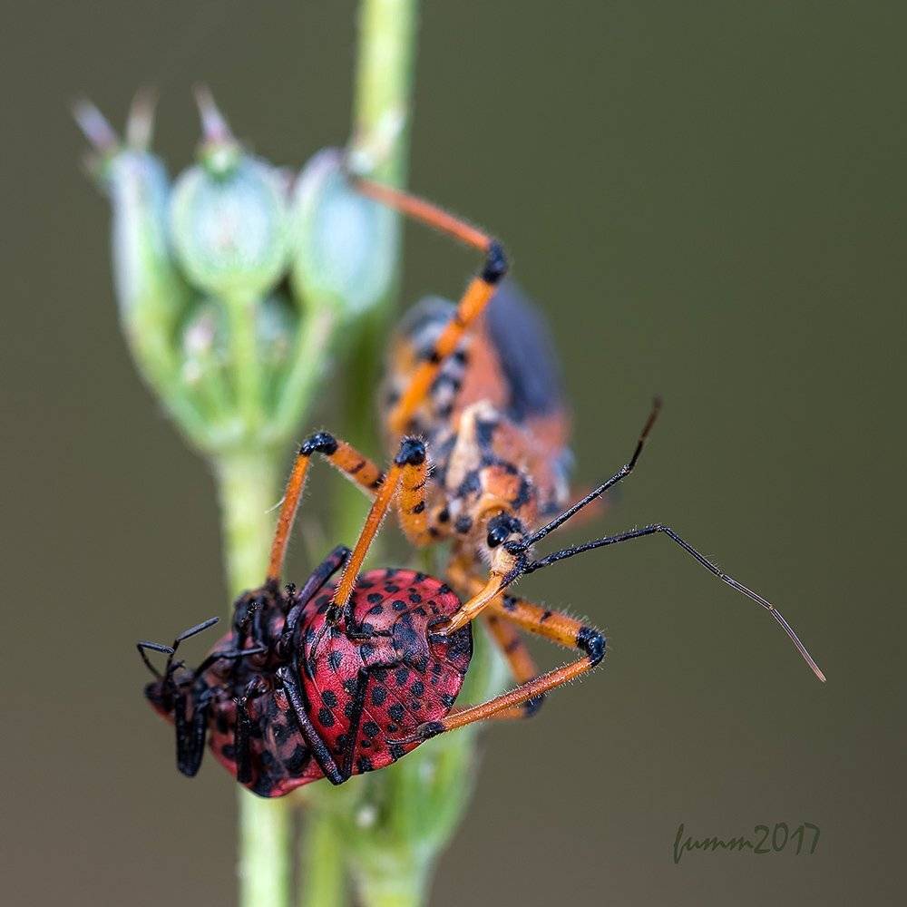 , Игорь ФУММ