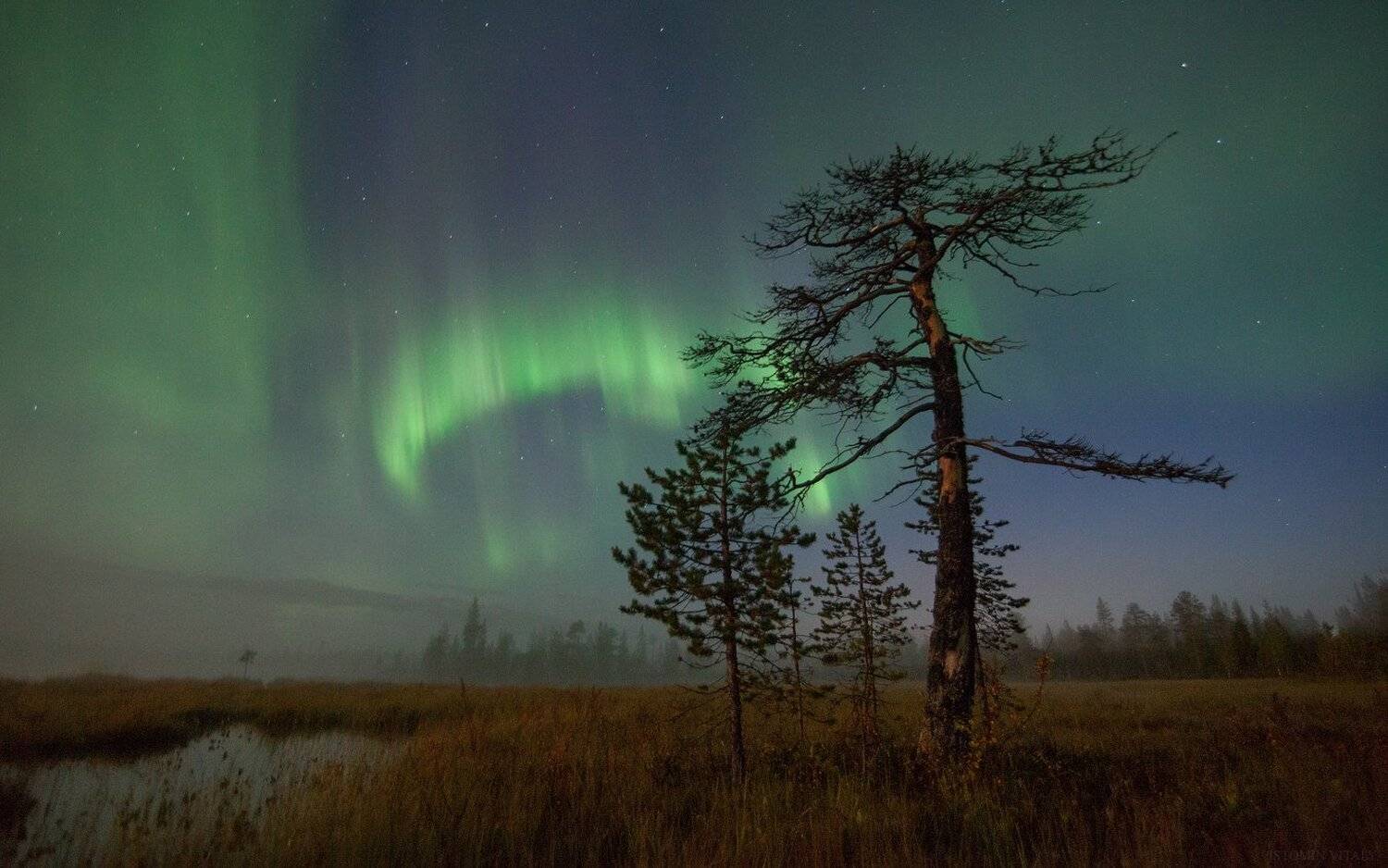 пейзаж,апатиты,хибины,отражение,сияние,деревья,вода,болото,панорама,ночное фото,звезды, Виталий Истомин