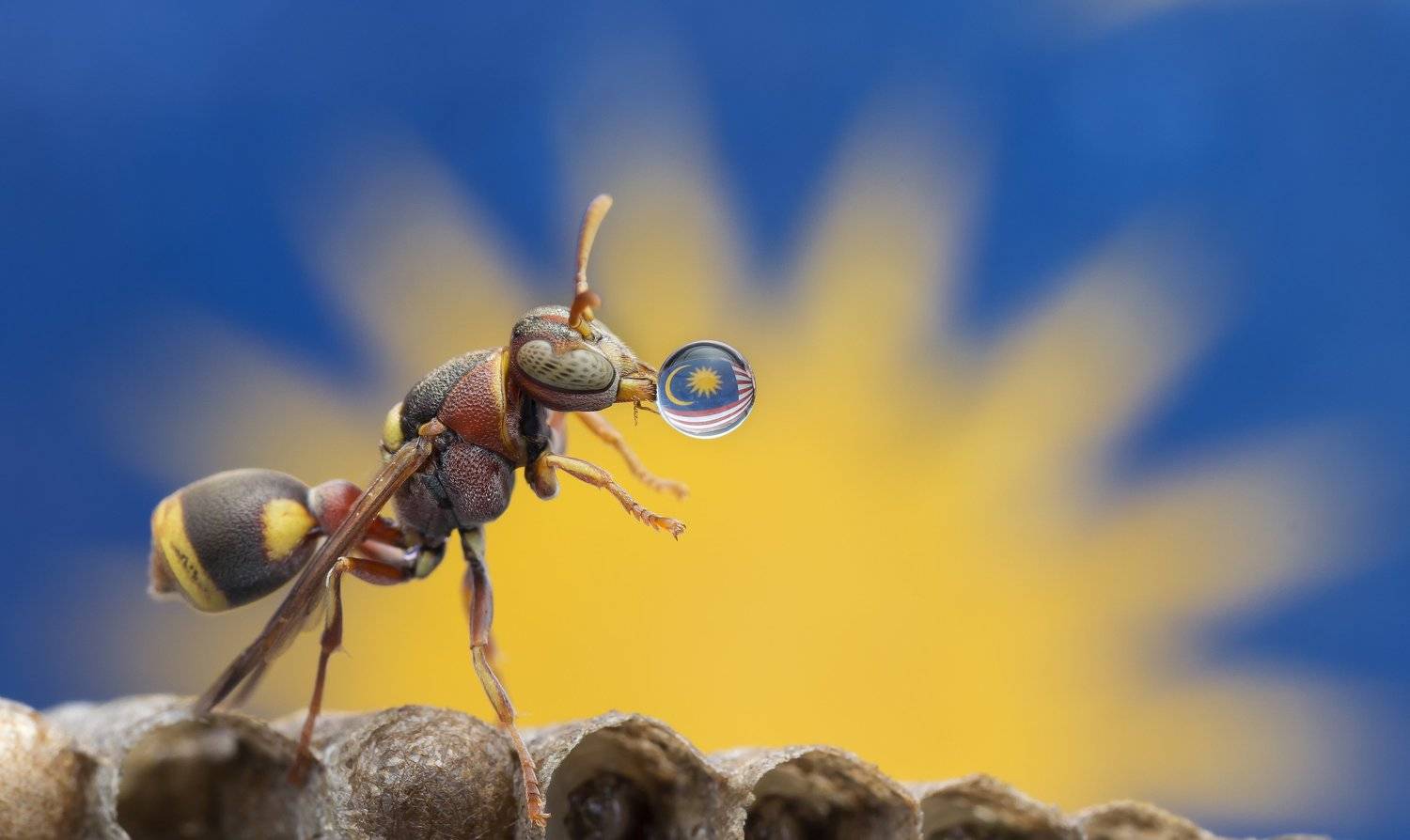 #macro#wasp#waterbubble#reflection#colors#malaysia, Choo How Lim