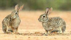 Флоридский кролик - Eastern cottontail