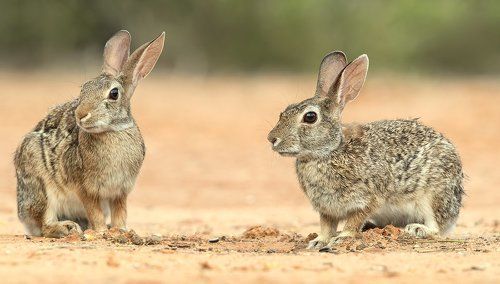 Флоридский кролик - Eastern cottontail