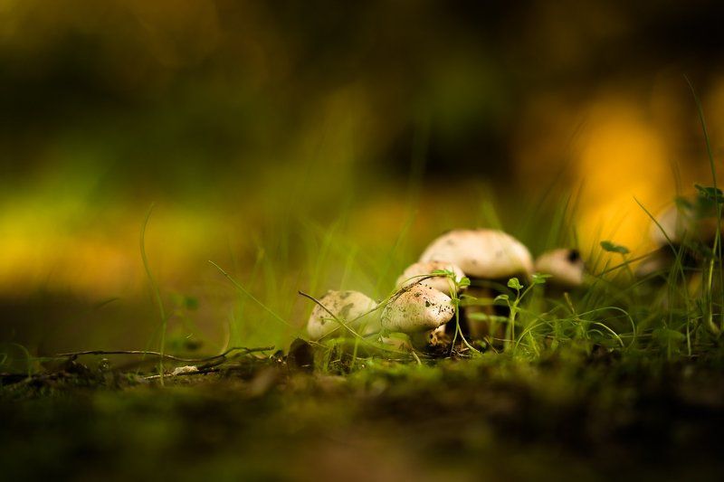 mushroom, nature, ground, grass, грибы, природа, земля, трава Together фото превью