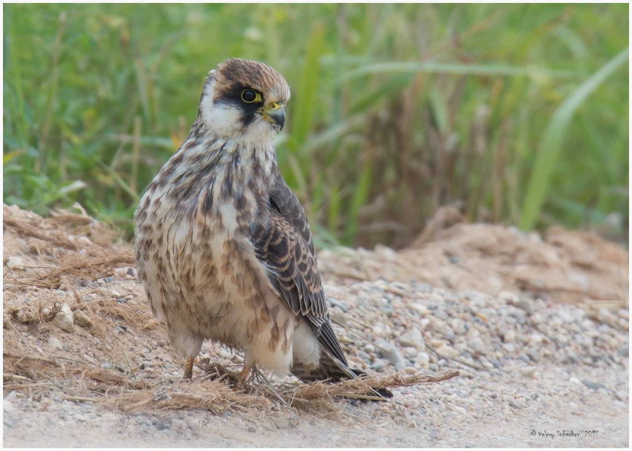 , Валерий Субачев