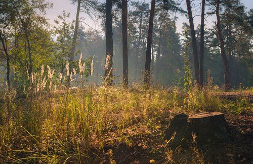 В лесу ещё тепло, как летом