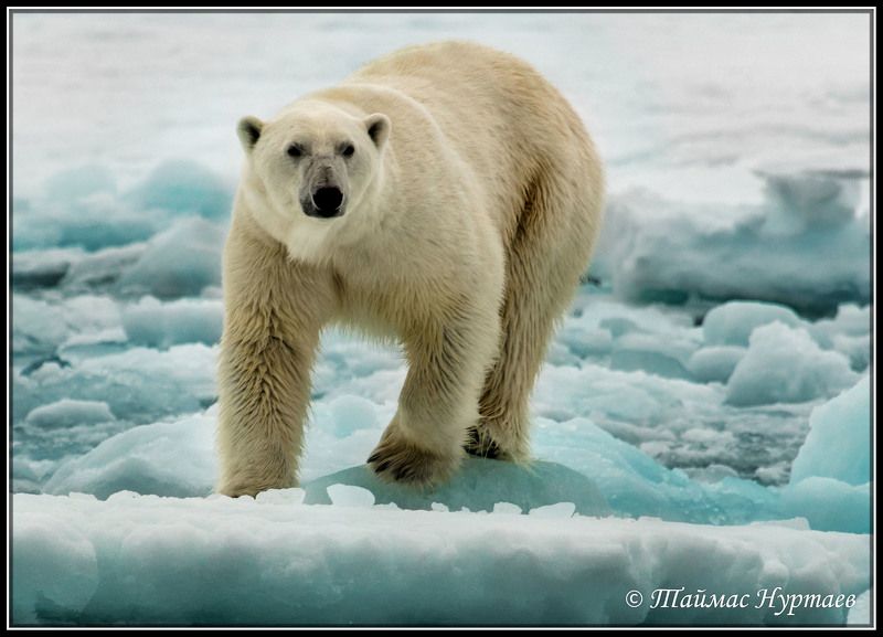 ВЕЧНЫЙ СТРАННИК фото превью