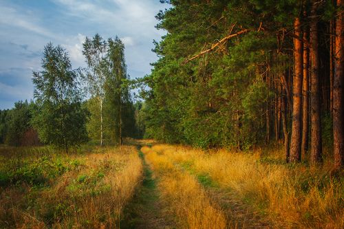 По мотивам Шишкина