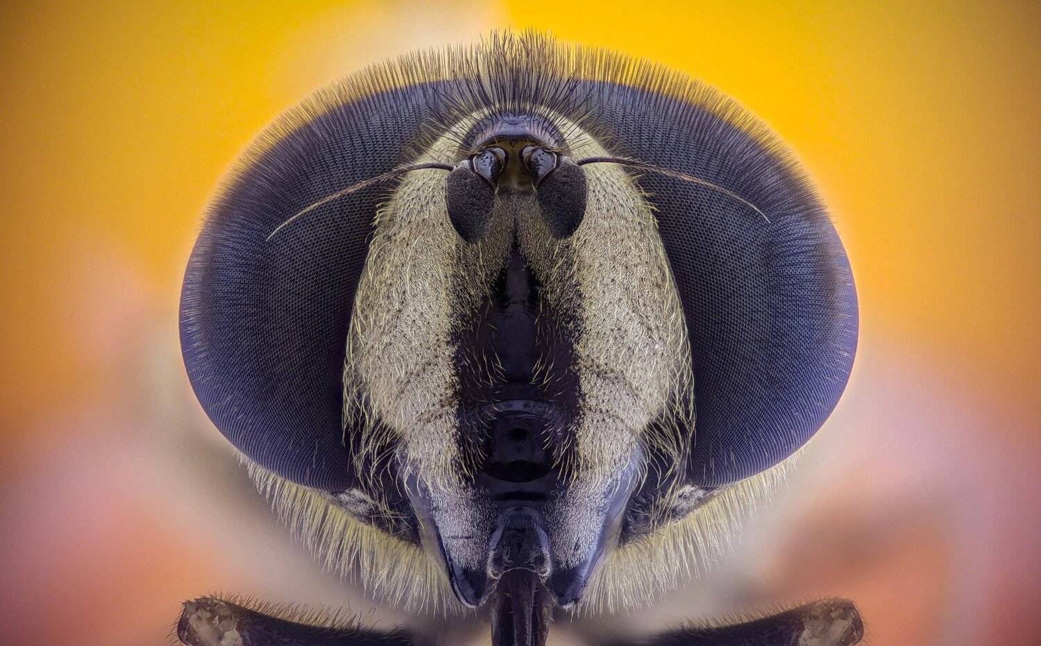 ceclii,macro,lgg4, extrememacro,  макро, Tsvetan Ganev