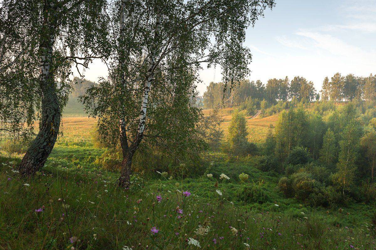 пейзаж,природа,березовая роща,утро,рассвет,туман,россия,пригорок,красота,лето,дорога, Юлия Лаптева