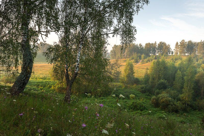Утренний свет над березовой рощей фото превью