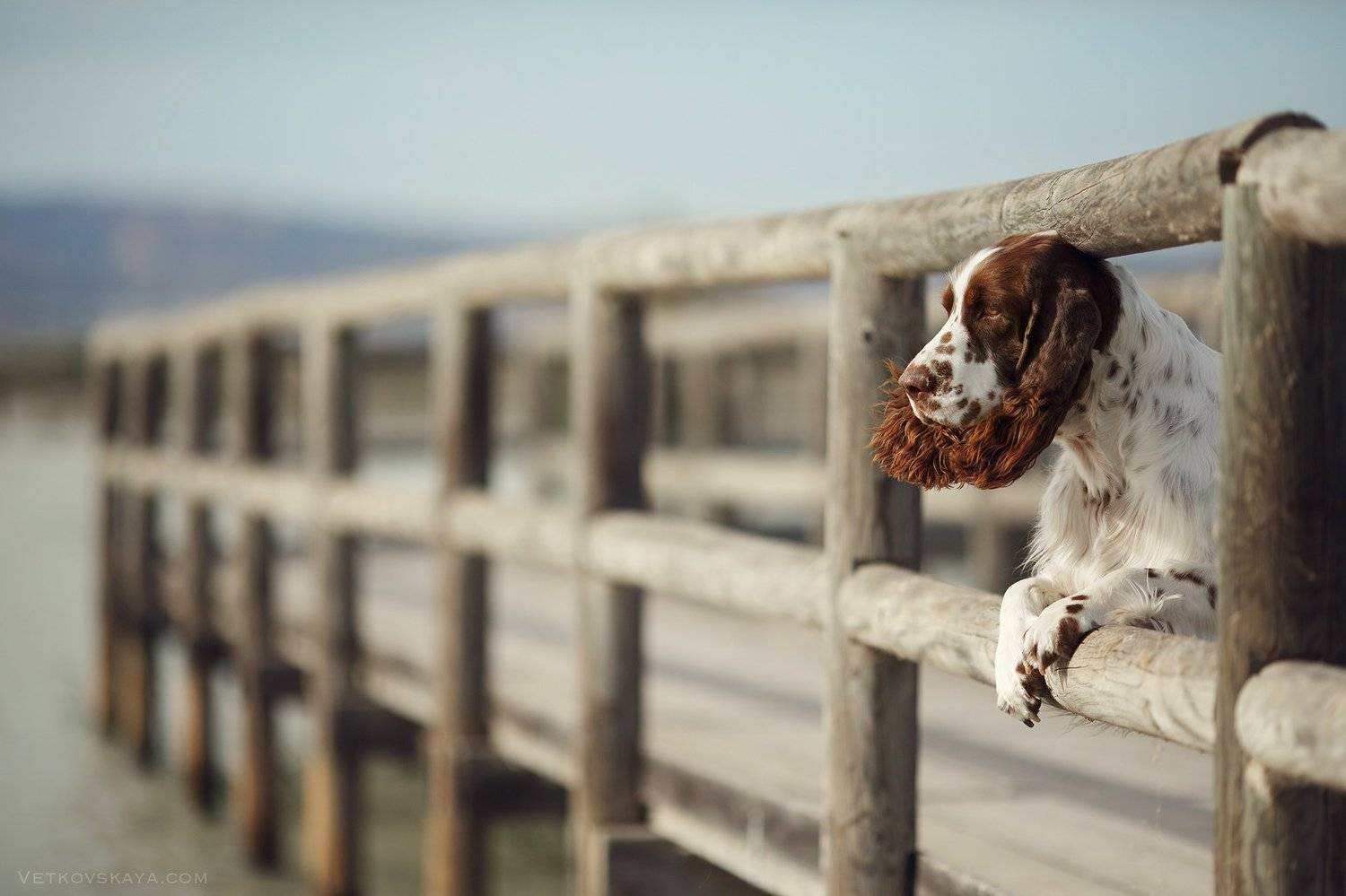 собака, море, мост, спаниель, спрингер, Анастасия Ветковская