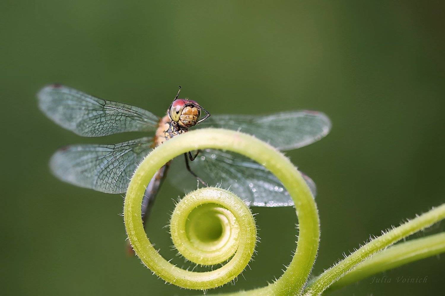 , Юлия Войнич