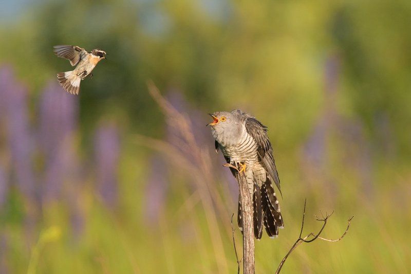 Кукушка и чекан фото превью