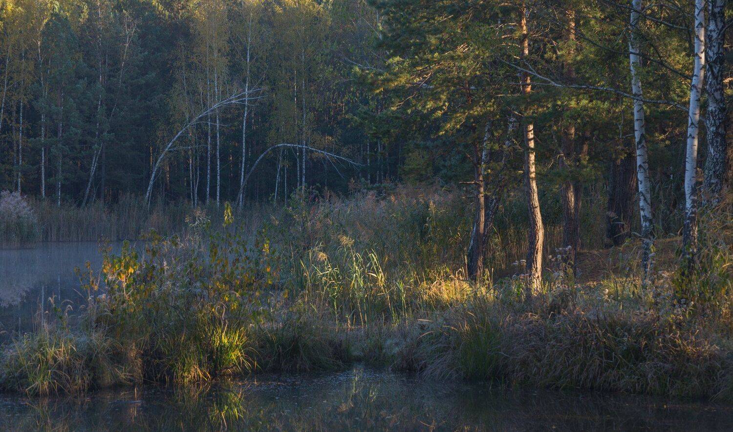 , Николай Шахманцир