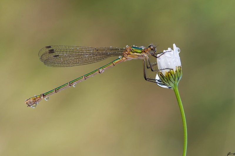 macro, makro, insect, nature, wild, dragonfly Lestes sponsa фото превью