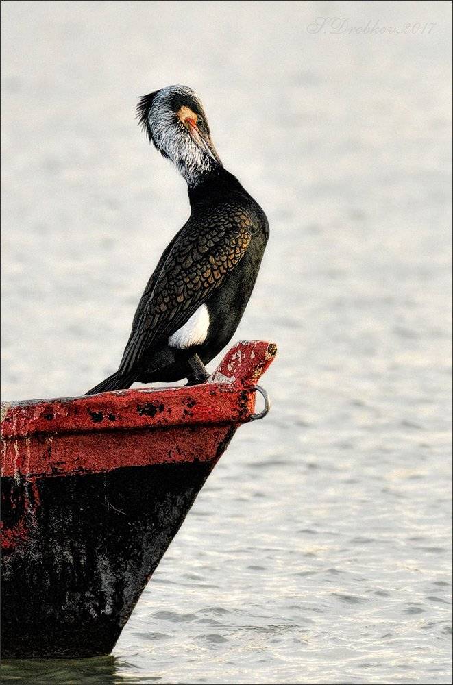 phalacrocorax carbo, баклан, фауна, весна, Sergey Drobkov