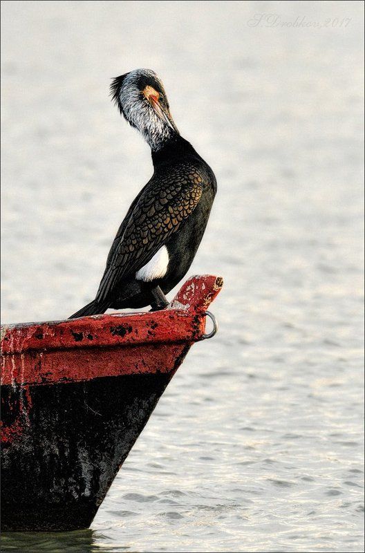 phalacrocorax carbo, баклан, фауна, весна Драккар фото превью