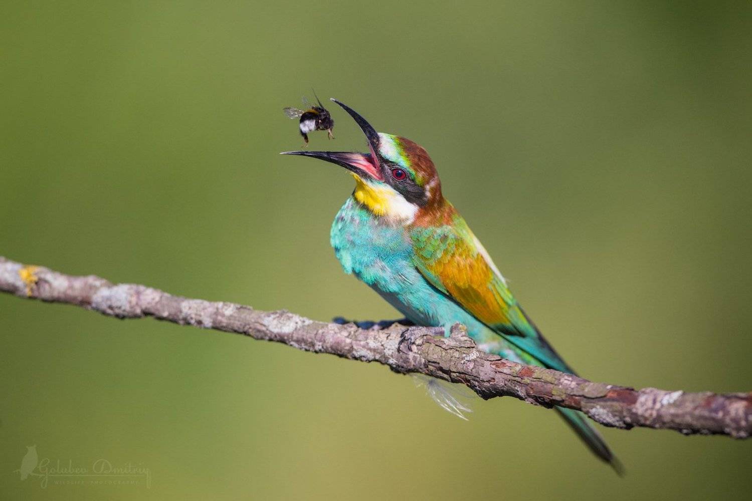 золотистая щурка, щурка, птица, bee eater, eater, bee, bumblebee, wildlife, bird, Голубев Дмитрий