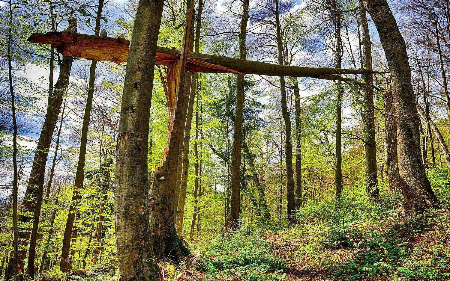 , Kantsyrenko Sergey