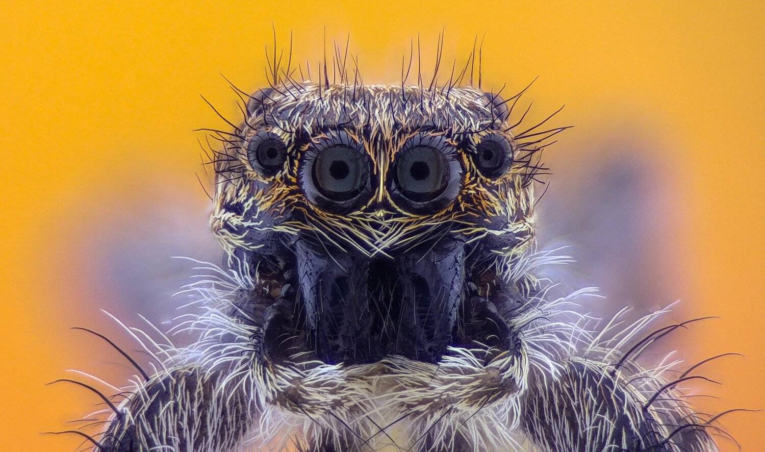 ceclii,macro,lgg4, extrememacro,  макро, Tsvetan Ganev