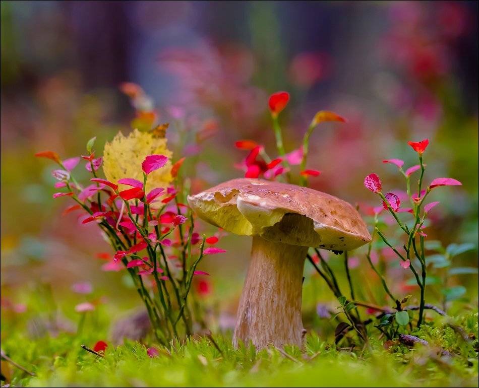 , Бурлов Андрей