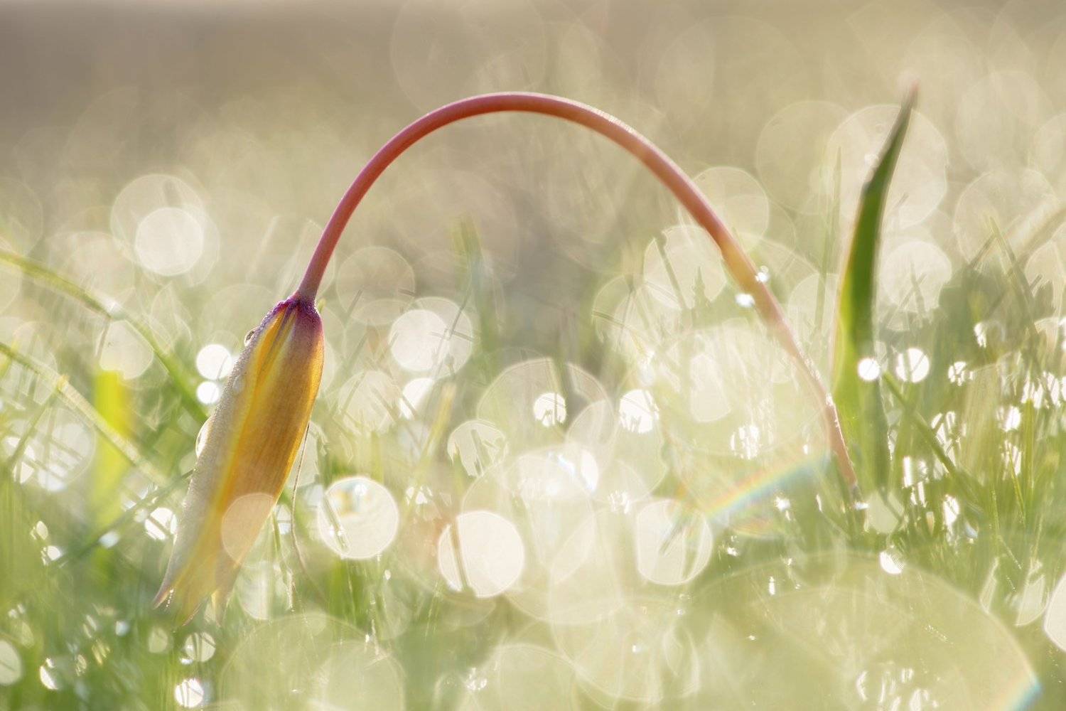 цветы,цветок,макро,растения,природа,трава,роса,утро,тюльпан,боке, Александр Иванов