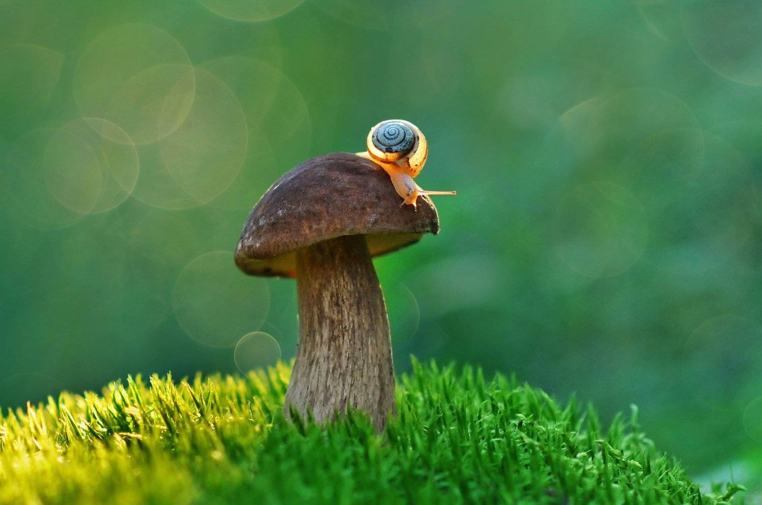 грибы, природа, макро, улитка, Александр Гвоздь
