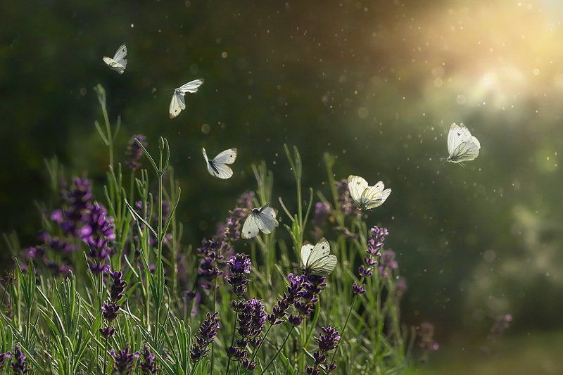 лето, лучи, бабочка, полет бабочки, лаванда, поляна Полет бабочки фото превью